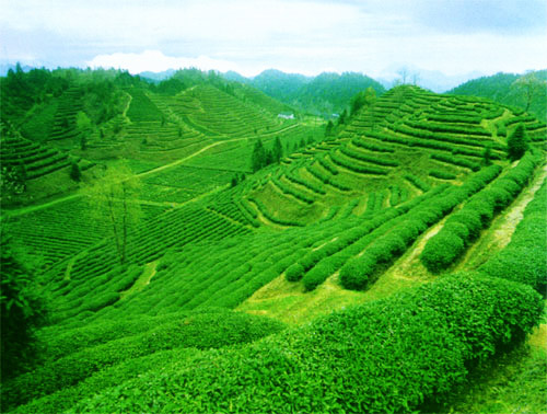 祁门红茶原产地